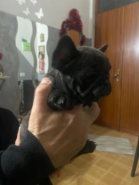 Bulldog francese  | Foto 0