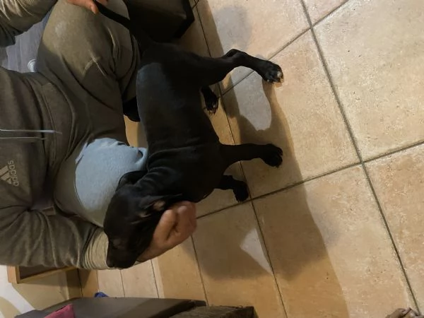 Cuccioli di pitbull adba  | Foto 3