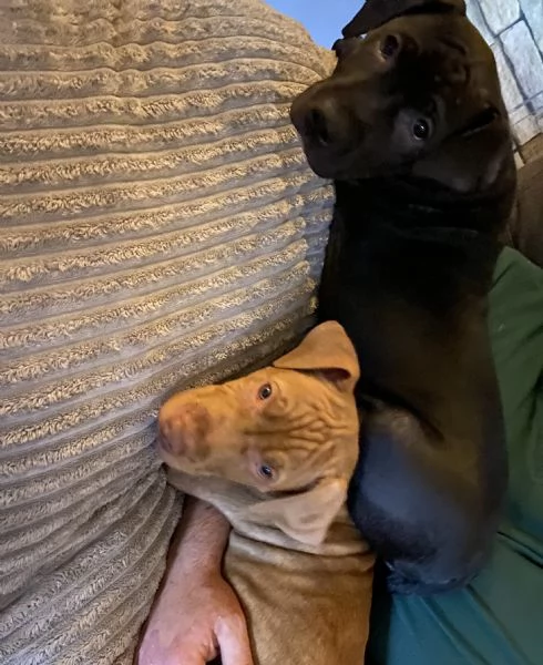 Cuccioli di pitbull adba  | Foto 0