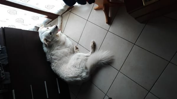 Cane pastore maremmano 