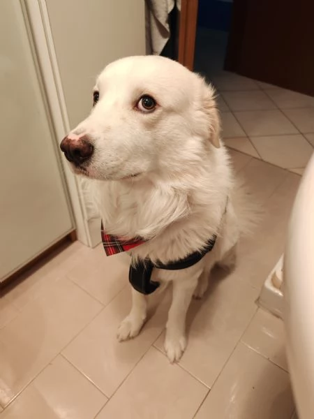 Cane pastore maremmano  | Foto 3