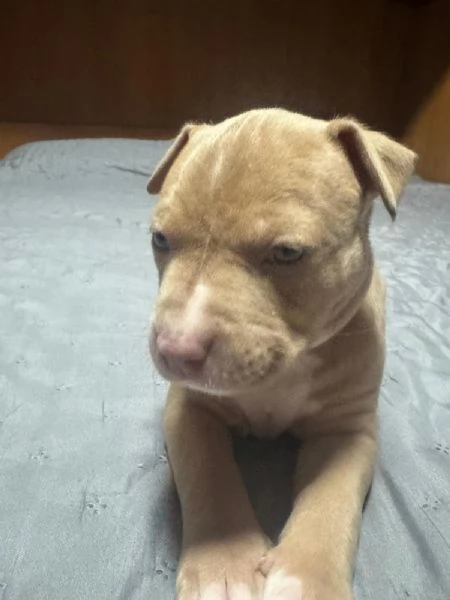 American pitbull terrier  | Foto 2