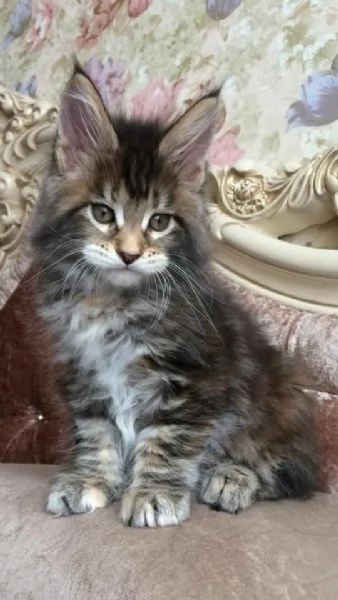 Due Cuccioli Main Coon