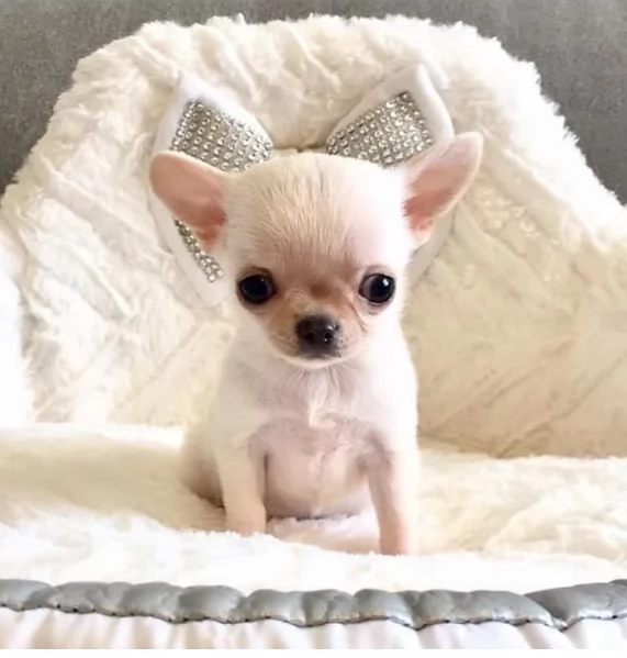 Cuccioli di Chihuahua mini toy di razza pura in adozione | Foto 3