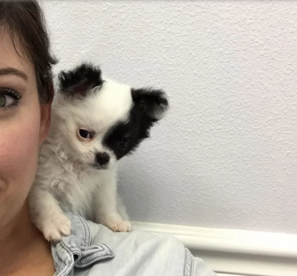 Cuccioli di Chihuahua mini toy di razza pura in adozione