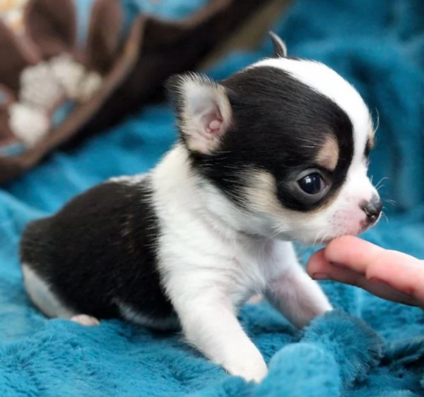 Cuccioli di Chihuahua mini toy di razza pura in adozione | Foto 2