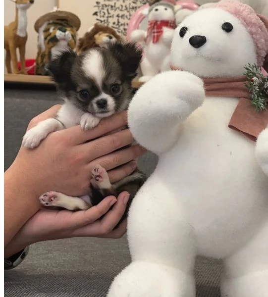 Cuccioli di Chihuahua mini toy di razza pura in adozione