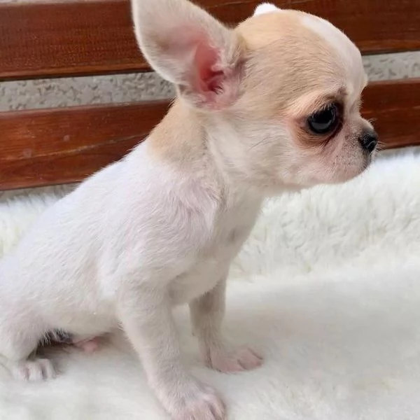 Cuccioli di Chihuahua mini toy di razza pura in adozione | Foto 5