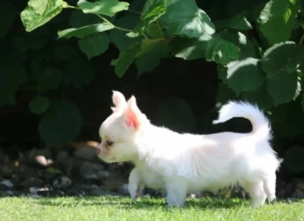 Cuccioli di Chihuahua mini toy di razza pura in adozione | Foto 2