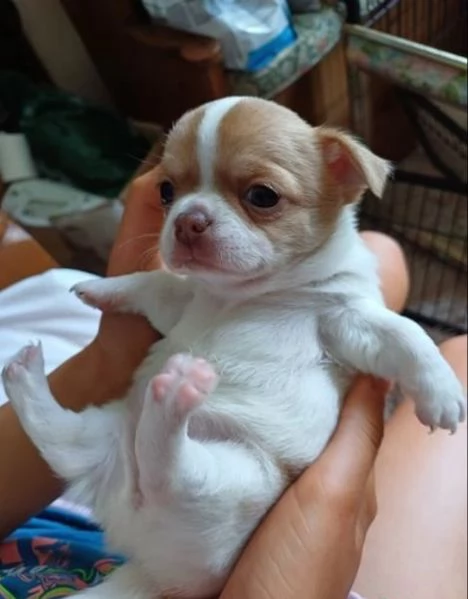 Cuccioli di Chihuahua mini toy di razza pura in adozione | Foto 1