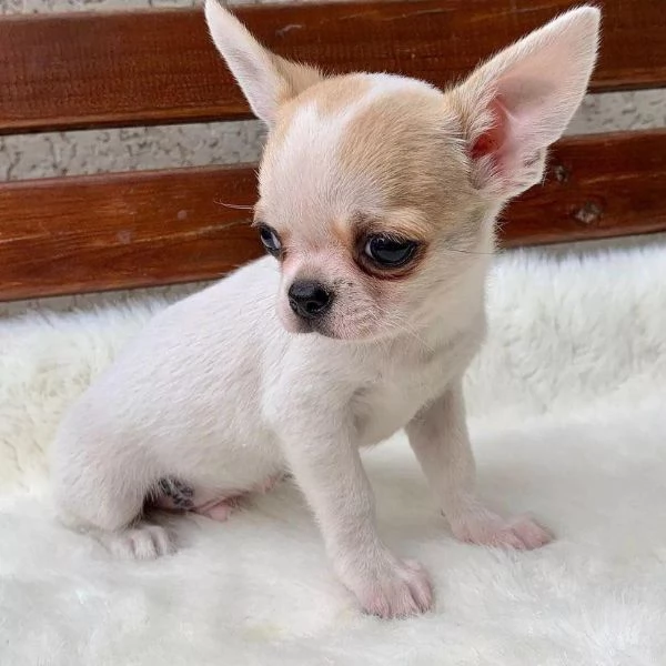 Cuccioli di Chihuahua mini toy di razza pura in adozione | Foto 1