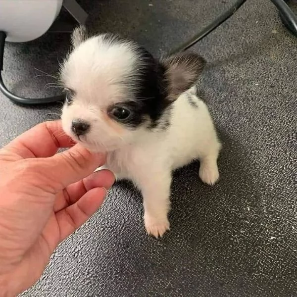 Cuccioli di Chihuahua mini toy di razza pura in adozione | Foto 0