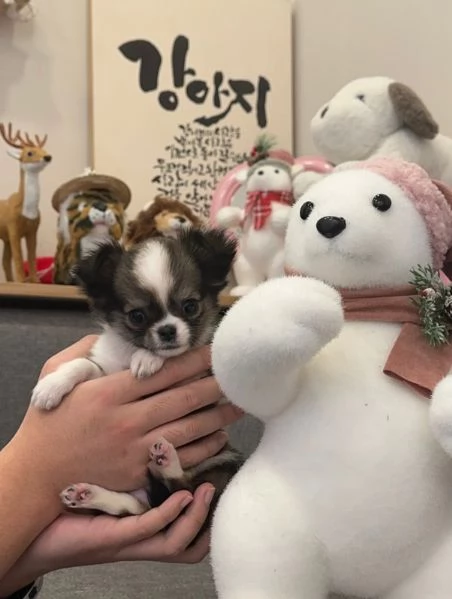 Cuccioli di Chihuahua mini toy di razza pura in adozione | Foto 3