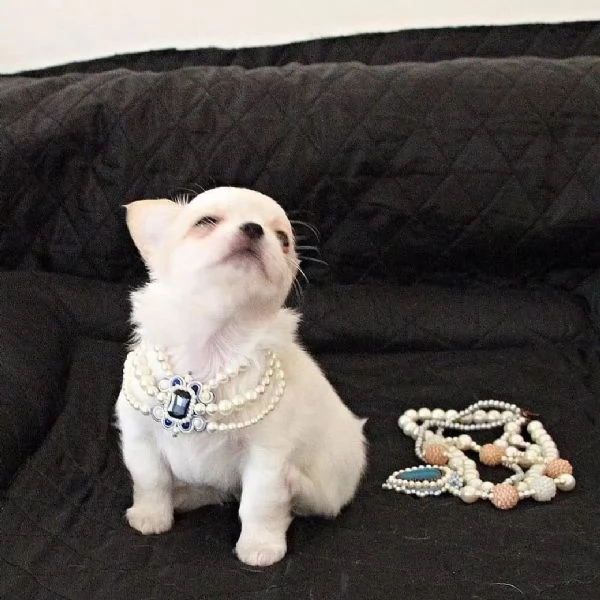 Cuccioli di Chihuahua mini toy di razza pura in adozione | Foto 0