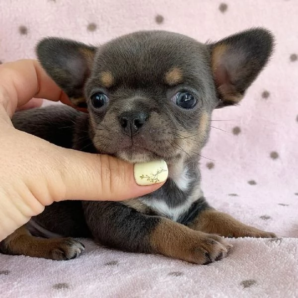 Cuccioli di Chihuahua mini toy di razza pura in adozione | Foto 2