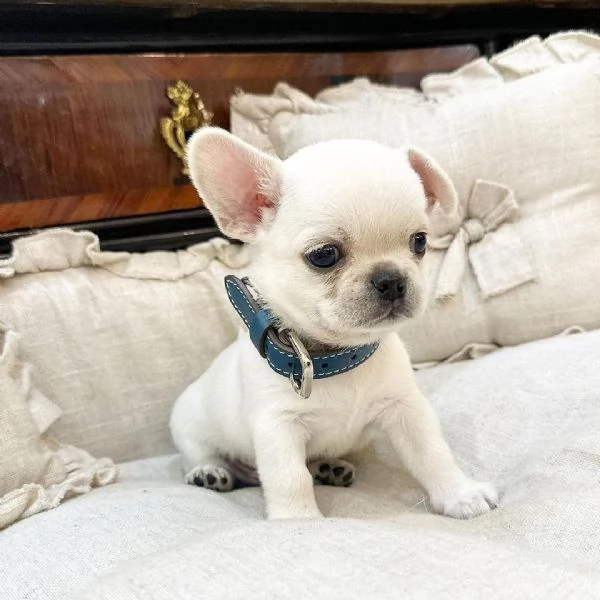 Cuccioli di Chihuahua mini toy di razza pura in adozione | Foto 1