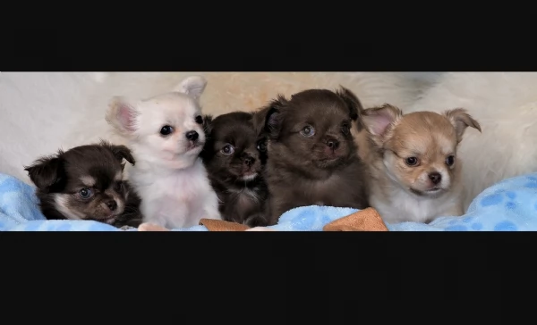 Cuccioli di Chihuahua mini toy di razza pura in adozione | Foto 1