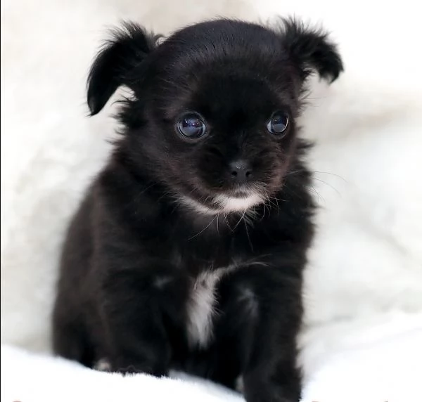 Cuccioli di Chihuahua mini toy di razza pura in adozione