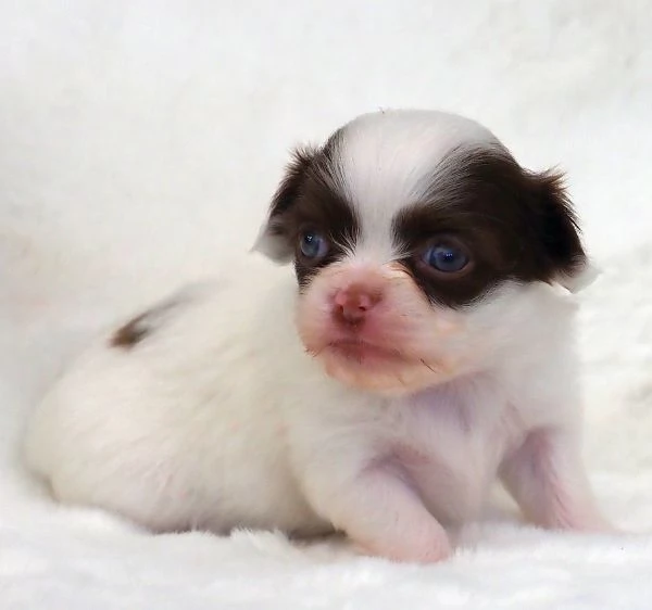Cuccioli di Chihuahua mini toy di razza pura in adozione | Foto 3