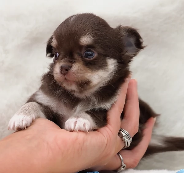 Cuccioli di Chihuahua mini toy di razza pura in adozione | Foto 2