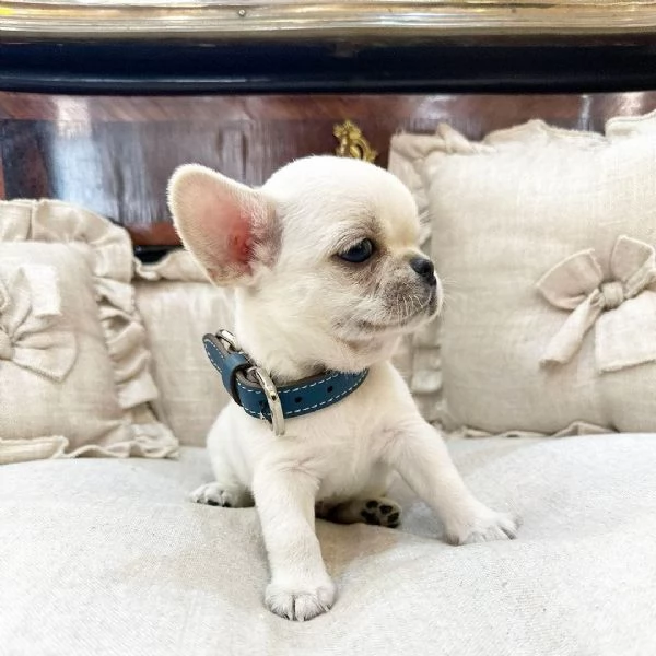 Cuccioli di Chihuahua mini toy di razza pura in adozione | Foto 1
