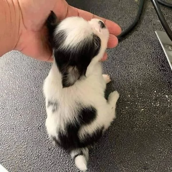 Cuccioli di Chihuahua mini toy di razza pura in adozione