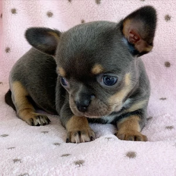 Cuccioli di Chihuahua mini toy di razza pura in adozione | Foto 0