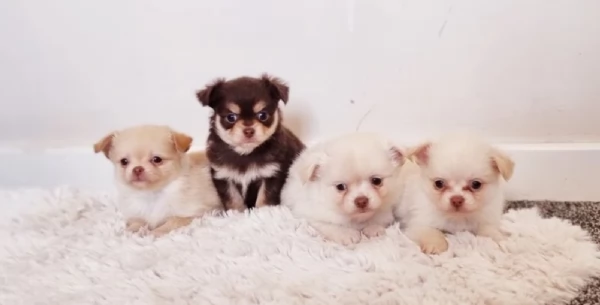 Cuccioli di Chihuahua mini toy di razza pura in adozione | Foto 2