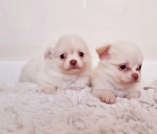 Cuccioli di Chihuahua mini toy di razza pura in adozione | Foto 2