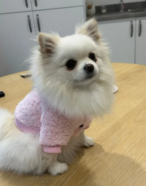 pomerania minitoy per adozione | Foto 0