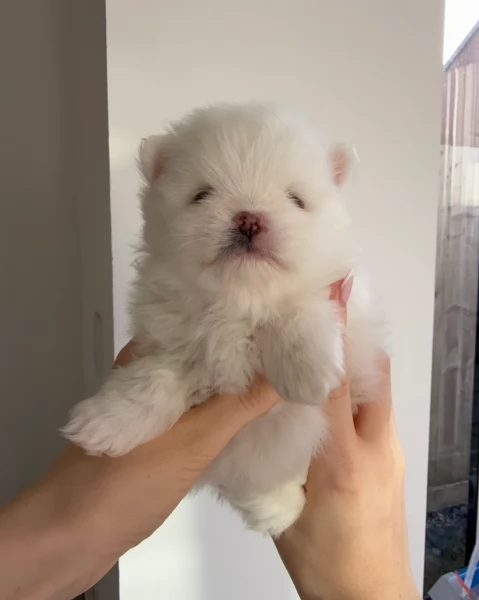 pomerania minitoy per adozione | Foto 2