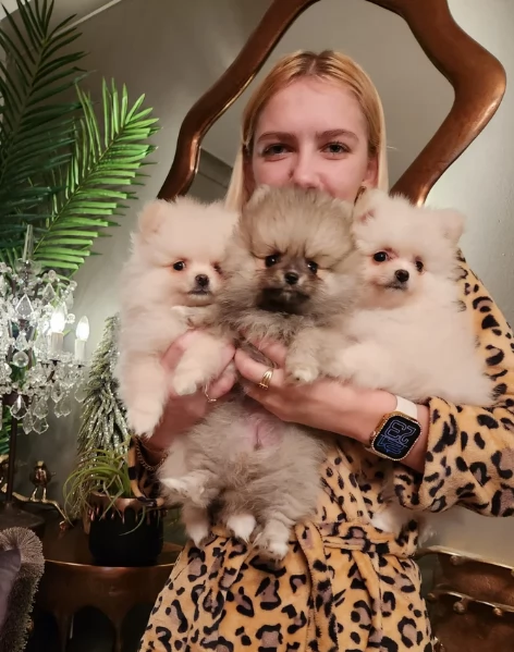 pomerania minitoy per adozione | Foto 1