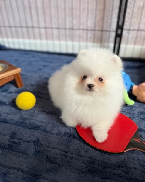 pomerania minitoy per adozione | Foto 4