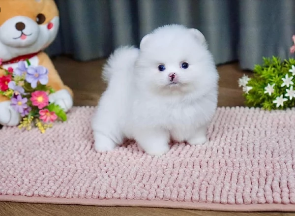 pomerania minitoy per adozione | Foto 0