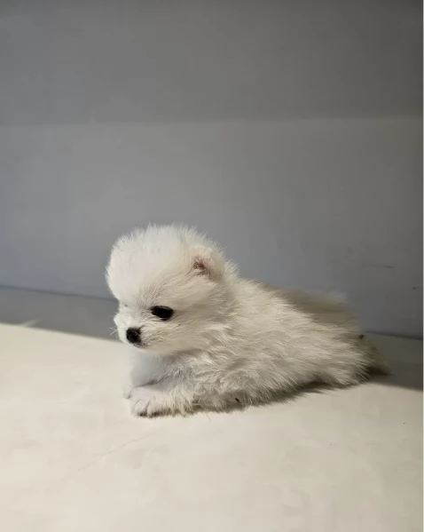 pomerania minitoy per adozione | Foto 2