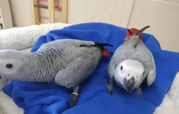 Pappagalli cenerini africani addomesticati disponibili per ladozione | Foto 2
