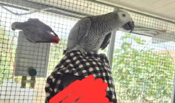 Pappagalli cenerini africani addomesticati disponibili per ladozione | Foto 2