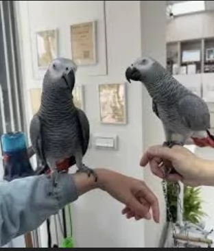 Pappagalli cenerini africani addomesticati disponibili per ladozione
