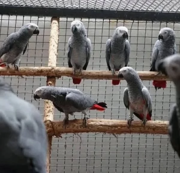 Pappagalli cenerini africani addomesticati disponibili per ladozione | Foto 2