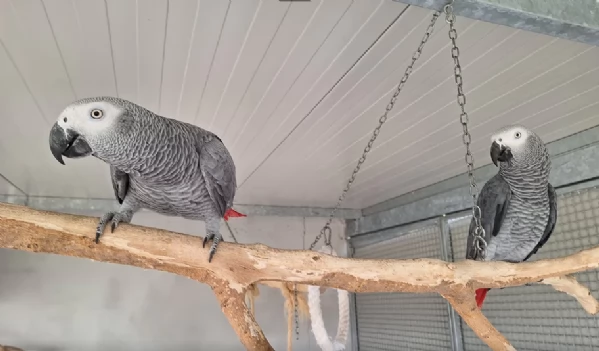 Pappagalli cenerini africani addomesticati disponibili per ladozione | Foto 2