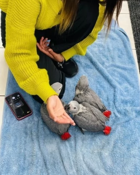 Pappagalli cenerini africani addomesticati disponibili per ladozione | Foto 5