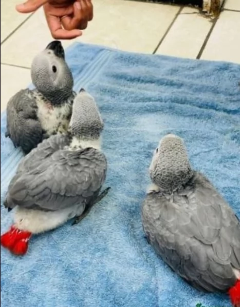Pappagalli cenerini africani addomesticati disponibili per ladozione | Foto 4