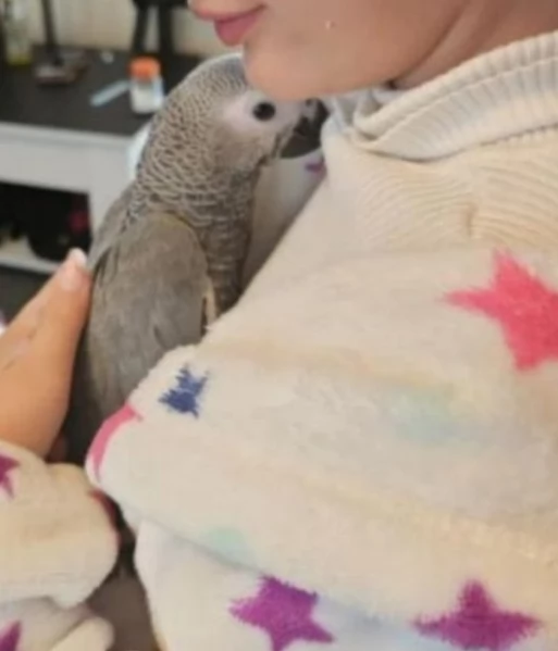 Pappagalli cenerini africani addomesticati disponibili per ladozione | Foto 3