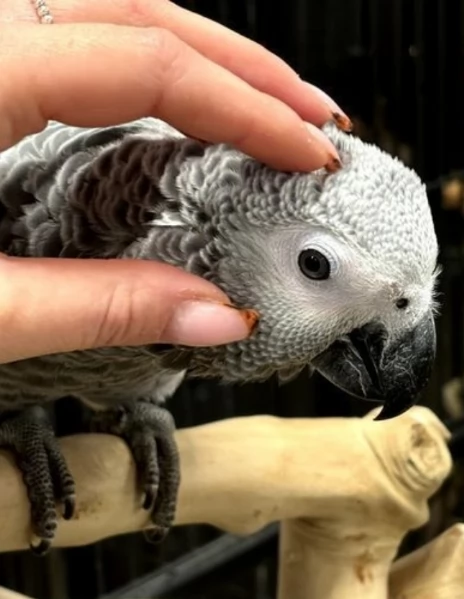 Pappagalli cenerini africani addomesticati disponibili per ladozione | Foto 5