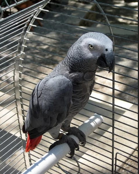 Pappagalli cenerini africani addomesticati disponibili per ladozione | Foto 2