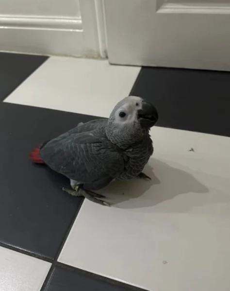 Pappagalli cenerini africani addomesticati disponibili per ladozione | Foto 4