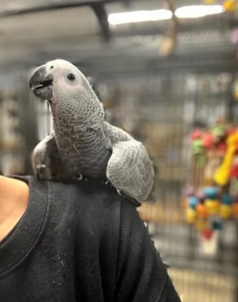 Pappagalli cenerini africani addomesticati disponibili per ladozione | Foto 3