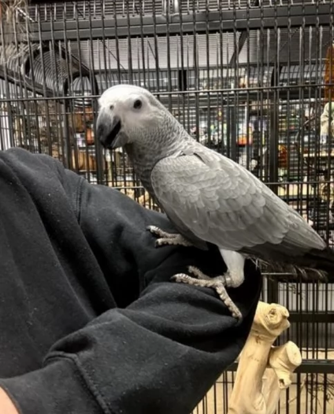 Pappagalli cenerini africani addomesticati disponibili per ladozione | Foto 2