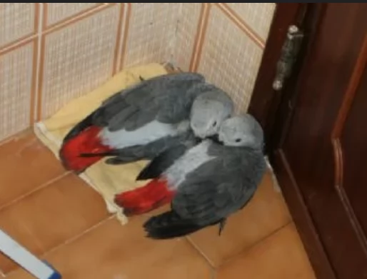 Pappagalli cenerini africani addomesticati disponibili per ladozione | Foto 1