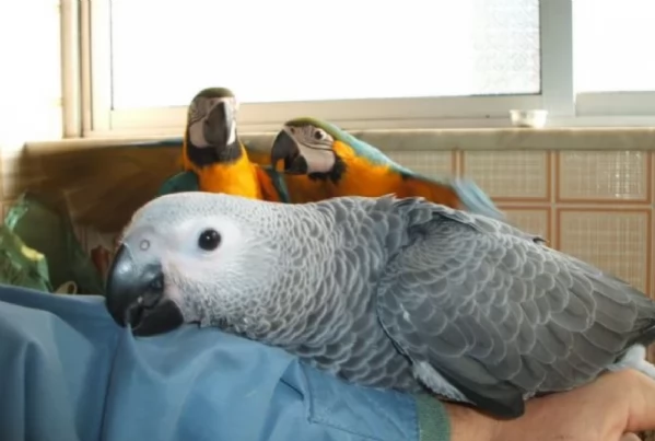 Pappagalli cenerini africani addomesticati disponibili per ladozione | Foto 2